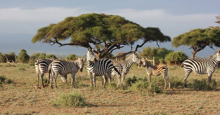Kenija Safari zebre i divlje životinje