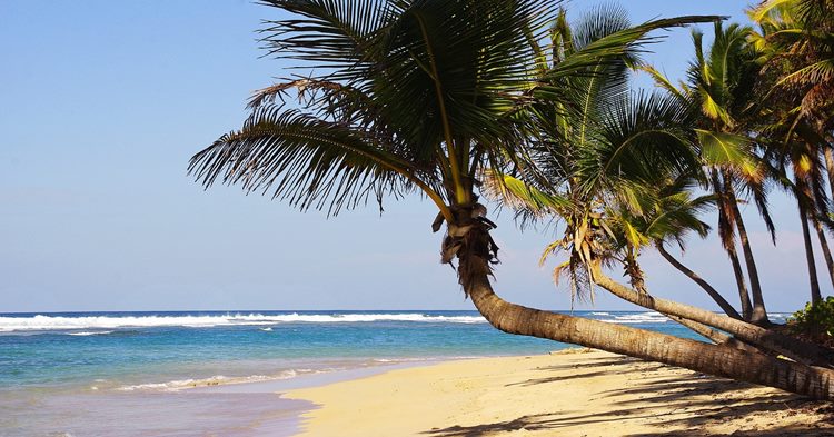 Punta Kana plaža kokosa Dominikana - Punta Cana