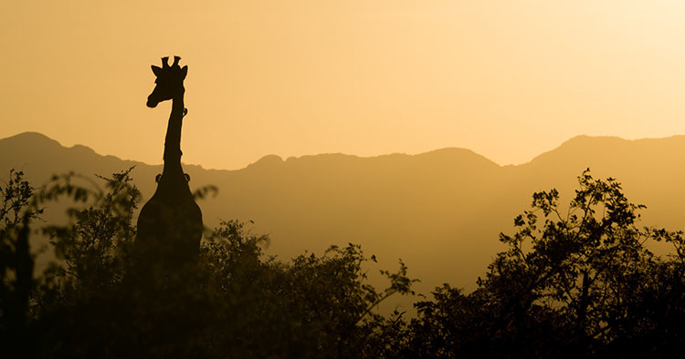 Safari Afrika žirafa silueta i zalazak Sunca