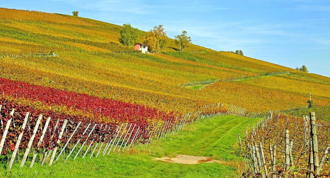 Vinogradi u Baden Badenu