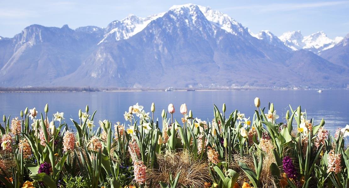 Pogled na Bernske Alpe iz Montroa
